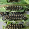mel triv xerophila larva5 volg21